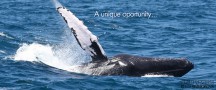 Samana Dominican Republic Whale Watching Tours - Samana DR Best Whale Watching Trips.