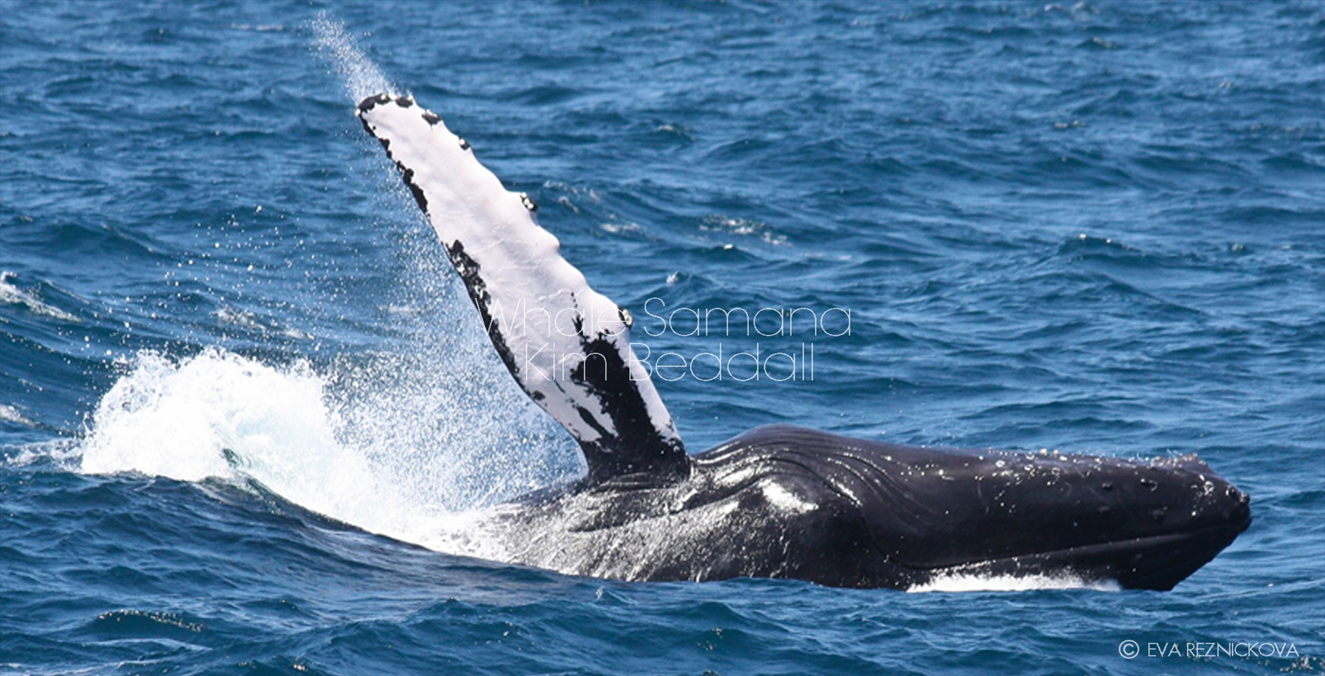 Samana Dominican Republic Whale Watching Pictures.