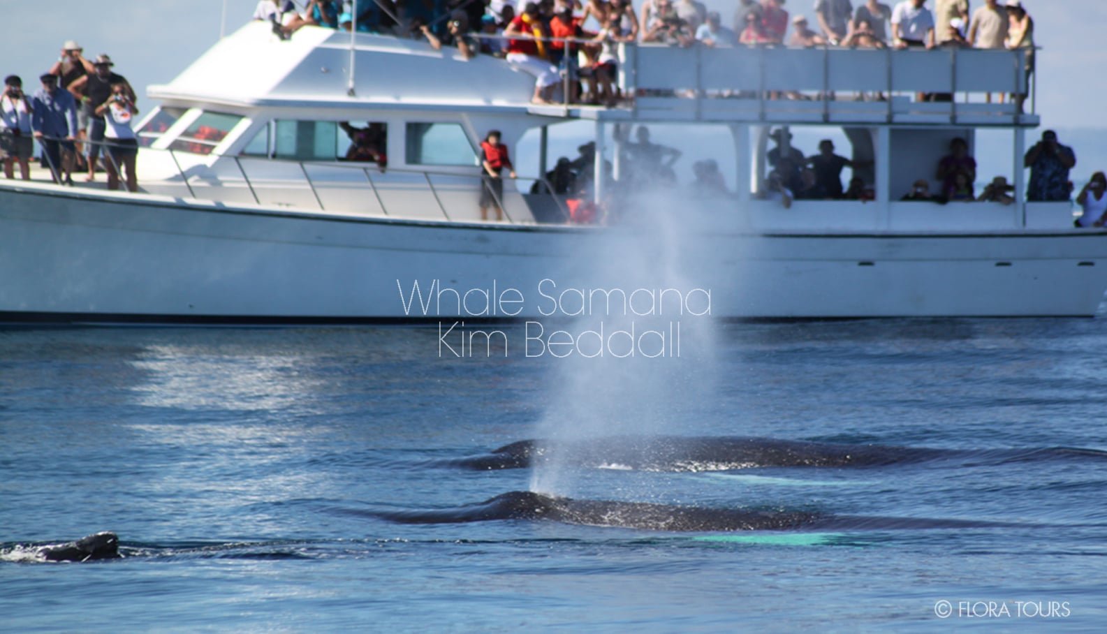 Whale Watching Tours in Samana Dominican Republic
