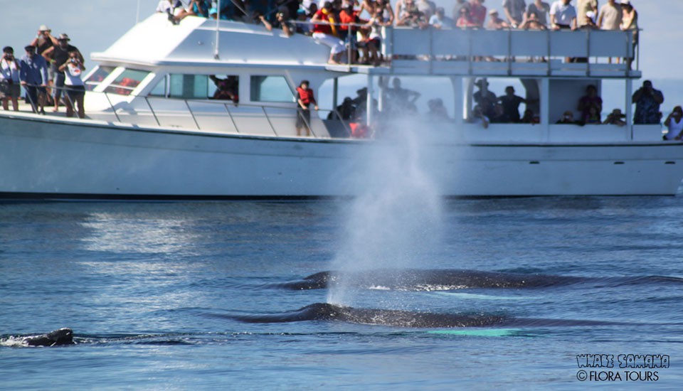 to observe humpback whales...