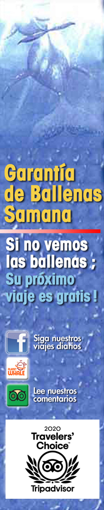 Ballenas Samana - Excursion para ver Ballenas Jorobadas en Samana.